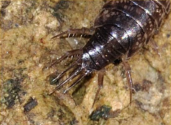 Chaetophiloscia hastata